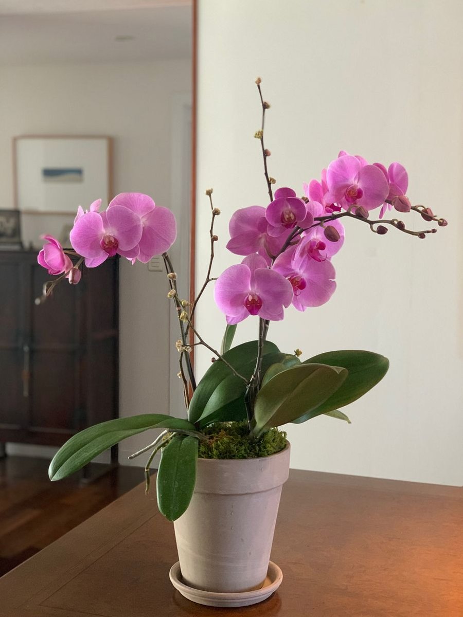 Orquídea Rosa + Vaso