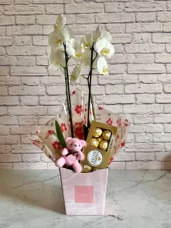 Conjunto Orquídea Branca + Chocolate + Pelúcia + Vaso